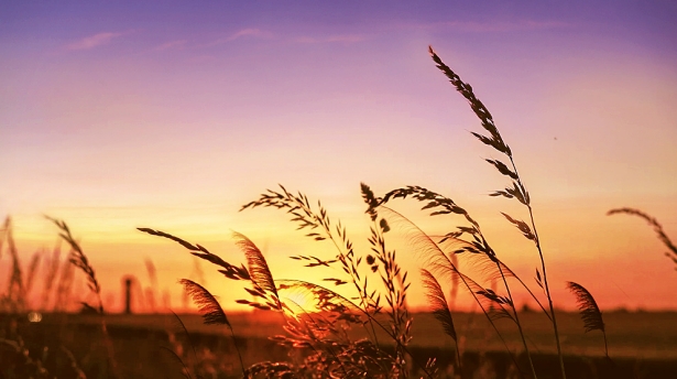 Possiedo una conoscenza pratica su come distinguere il grano dalle zizzanie delle profezie della Bibbia